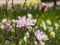 Blooming magnolia of the Leonard Messel species Royalty Free Stock Photo