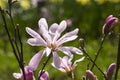 Blooming magnolia of the Leonard Messel species Royalty Free Stock Photo