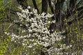 Blooming Magnolia loebneri Royalty Free Stock Photo