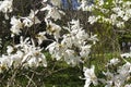 Blooming Magnolia loebneri Royalty Free Stock Photo