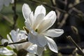 Blooming Magnolia loebneri Royalty Free Stock Photo