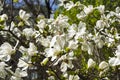 Blooming Magnolia loebneri Royalty Free Stock Photo