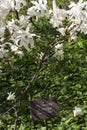 Blooming Magnolia loebneri Royalty Free Stock Photo