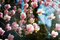 Blooming magnolia soulangeana tree with pink flowers