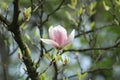 Blooming magnolia in spring