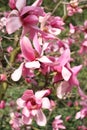 Magnolia in spring