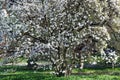 Blooming Magnolia stellata Royal Star or Star Magnolia trees on bright spring day