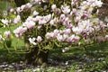 Blooming magnolia tree Royalty Free Stock Photo