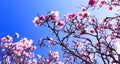 Blooming magnolia tree on background of blue sky, during spring period. Blossomed branch with pink flowers in bloom. Blossom Royalty Free Stock Photo