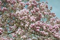 Blooming magnolia tree detail Royalty Free Stock Photo