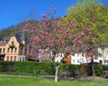 Blooming magnolia tree with large pink flowers against a blue sky and old houses, spring Royalty Free Stock Photo