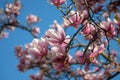 Magnolia soulangeana saucer magnolia pink flowers with clear blue background Royalty Free Stock Photo