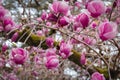 Blooming magnolia tree in spring. Blossoming branches with many pink flowers and buds. Close up. Selective focus. Blurred Royalty Free Stock Photo