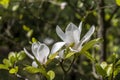 Blooming magnolia tree in the spring Royalty Free Stock Photo