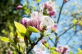 Blooming magnolia tree