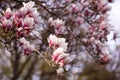 Blooming magnolia tree in spring on pastel bokeh background,  springtime Royalty Free Stock Photo