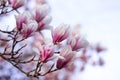 Blooming magnolia tree in spring on pastel bokeh background,  springtime Royalty Free Stock Photo