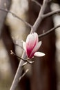 Blooming magnolia tree in spring on pastel bokeh background,  springtime. Vertical Royalty Free Stock Photo