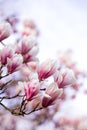 Blooming magnolia tree in spring on pastel bokeh background,  springtime. Vertical Royalty Free Stock Photo