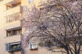 Blooming magnolia tree in spring on pastel bokeh blue sky and pink background, wide composition, internet springtime Royalty Free Stock Photo