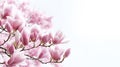 Blooming magnolia tree in spring on pastel bokeh blue sky and pink background Royalty Free Stock Photo