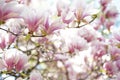 Blooming magnolia tree in spring on pastel bokeh white background Royalty Free Stock Photo