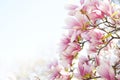 Blooming magnolia tree in spring on pastel bokeh white background with copy space Royalty Free Stock Photo