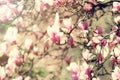 Blooming magnolia tree in the spring sun rays. Selective focus. Copy space. Easter, blossom spring, sunny woman day Royalty Free Stock Photo