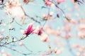 Blooming magnolia tree in the spring sun rays. Selective focus. Copy space. Easter, blossom spring, sunny woman day Royalty Free Stock Photo