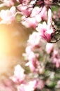 Blooming magnolia tree in the spring sun rays. Selective focus. Copy space. Easter, blossom spring, sunny woman day Royalty Free Stock Photo