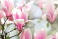 Blooming magnolia tree in the spring sun rays. Selective focus. Copy space. Easter, blossom spring, sunny woman day Royalty Free Stock Photo