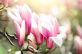 Blooming magnolia tree in the spring sun rays. Selective focus. Copy space. Easter, blossom spring, sunny woman day Royalty Free Stock Photo