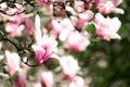 Blooming magnolia tree in the spring sun rays. Selective focus. Copy space. Easter, blossom spring, sunny woman day Royalty Free Stock Photo