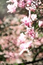 Blooming magnolia tree in the spring sun rays. Selective focus. Copy space. Easter, blossom spring, sunny woman day Royalty Free Stock Photo