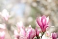 Blooming magnolia tree in the spring sun rays. Selective focus. Copy space. Easter, blossom spring, sunny woman day Royalty Free Stock Photo