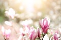 Blooming magnolia tree in the spring sun rays. Selective focus. Copy space. Easter, blossom spring, sunny woman day Royalty Free Stock Photo