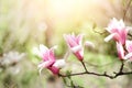 Blooming magnolia tree in the spring sun rays. Selective focus. Copy space. Easter, blossom spring, sunny woman day Royalty Free Stock Photo