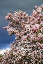 Blooming magnolia tree on stormy sky background