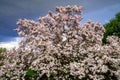 Blooming magnolia tree on stormy sky background