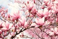 Blooming Magnolia Tree Valentine Day background