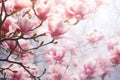 Blooming Magnolia Tree Valentine Day background