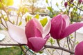 Blooming magnolias of red color on tree branches