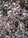 Blooming magnolias in snowy springtime