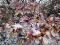 Blooming magnolias in snowy springtime