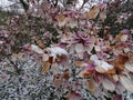 Blooming magnolias in snowy springtime