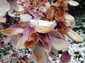 Blooming magnolias in snowy springtime