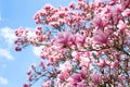 Blooming magnolias in spring Royalty Free Stock Photo