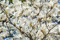 Blooming Magnolias trees in Spring Garden