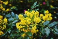 Blooming Magonia. Beautiful yellow flowers. Wet leaves after the rain