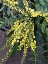 Blooming mahonia of evergreeen shrub in vivid yellow color in spring